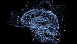 Outline of brain